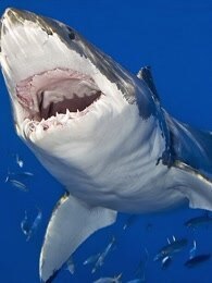 BBC：鲨鱼的科学